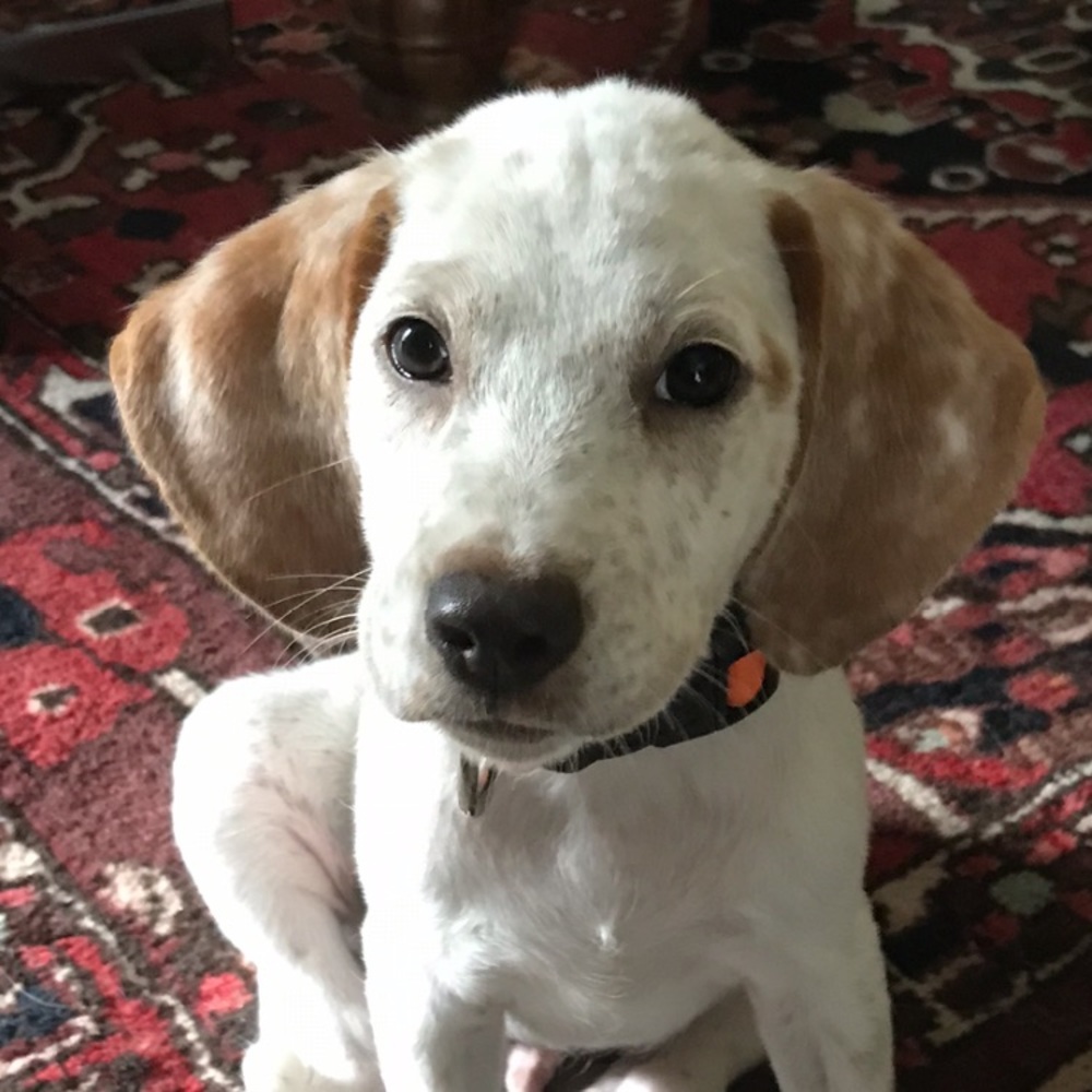 Meet your Posher, Lara